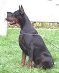 Chester van Stevinhage Chester van Stevinhage