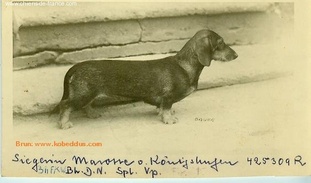 Marotte von Königshufen Marotte von Königshufen