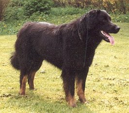 Shantilly (Jermin) Shantilly (Jermin)