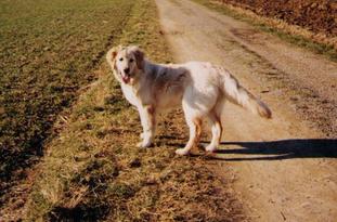 Lilly vom Schondratal Lilly vom Schondratal