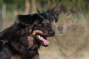 Gustl ex Canis Lupus Gustl ex Canis Lupus