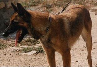 Boeing des Loups Mutins Boeing des Loups Mutins
