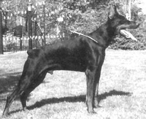 Paco vom Franckenhorst Paco vom Franckenhorst