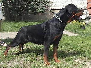 Olburd Germania Olburd Germania
