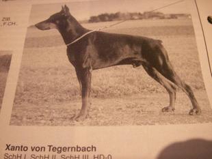 Xanto von Tegernbach Xanto von Tegernbach
