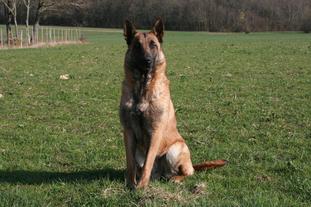 Calixe des Loups de Genain Calixe des Loups de Genain