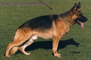 Xandro vom Dänischen Hof Xandro vom Dänischen Hof