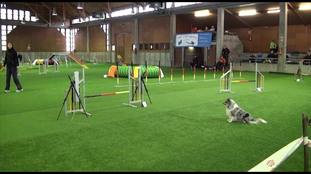 Yomie vom Münzenberger Sheltiecamp Yomie vom Münzenberger Sheltiecamp