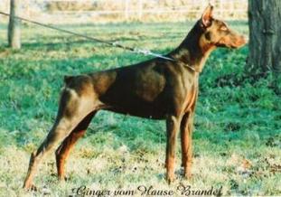 Ginger vom Hause Brandel Ginger vom Hause Brandel