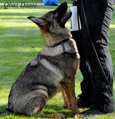 Dante (S 25491) Dante (S 25491)