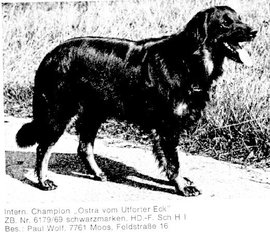 Ostra vom Utforter Eck Ostra vom Utforter Eck