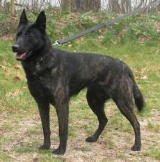 Handsome Jacky van het Jutter's Erf Handsome Jacky van het Jutter's Erf