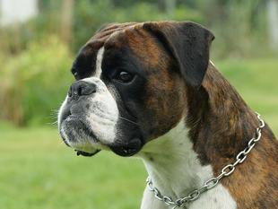 Assanto von den Tempelrittern Assanto von den Tempelrittern