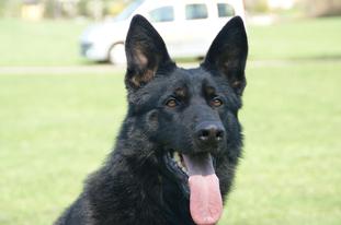 Asko von der Gerenklinge Asko von der Gerenklinge