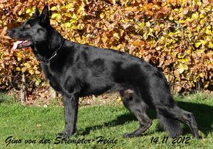 Gino von der Strempter-Heide Gino von der Strempter-Heide