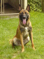 Tonnerre des Loups Mutins Tonnerre des Loups Mutins