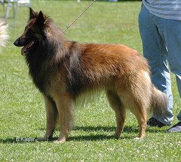 Dino von Quellbrunn Dino von Quellbrunn