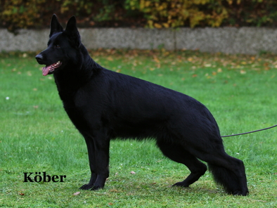 Bailey vom schwarzen Baghiro Bailey vom schwarzen Baghiro