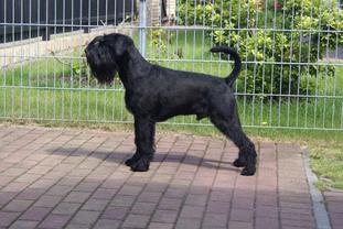 Junior von der Zirbelnuss Junior von der Zirbelnuss