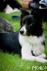 Caley Spot Ovcarska Caley Spot Ovcarska