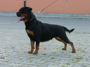 Greta von Haus Drazic Greta von Haus Drazic