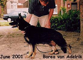 Borea van Adelrik Borea van Adelrik