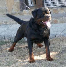 Bronx od Vadanora Bronx od Vadanora