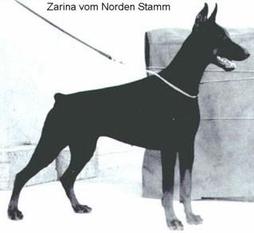 Zarina vom Norden Stamm Zarina vom Norden Stamm