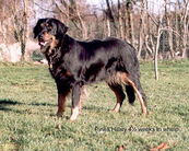 Pines Hilary