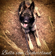 Bellatrix vom Eichertland Bellatrix vom Eichertland
