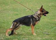 Krista od Policie CR