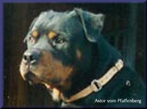 Astor vom Pfaffenberg Astor vom Pfaffenberg