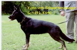 Yuma vom Schwartenzwinger Yuma vom Schwartenzwinger