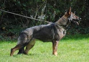 Jakira von der Traubeneiche Jakira von der Traubeneiche