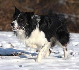 I'm Freezer vom Chiemgauer Ländchen I'm Freezer vom Chiemgauer Ländchen