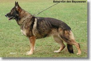 Babsi von den Bayuwaren Babsi von den Bayuwaren