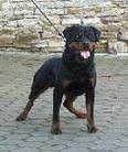 Boy von der Hundshardt