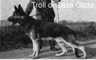 Troll di Casa Gatto Troll di Casa Gatto