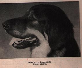 Alfra von der Spreeperle Alfra von der Spreeperle