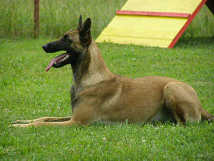 Fanta van de Duvetorre Fanta van de Duvetorre