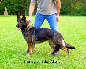 Candy von der Altwies Candy von der Altwies