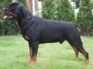 Bronko od Dragicevica Bronko od Dragicevica
