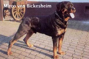 Mirco von Bickesheim Mirco von Bickesheim
