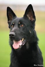 Rocki von den Wannaer Höhen Rocki von den Wannaer Höhen