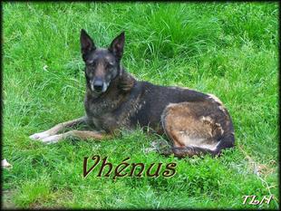 Vhenus ALSH 55395 (Hoflack) Vhenus ALSH 55395 (Hoflack)