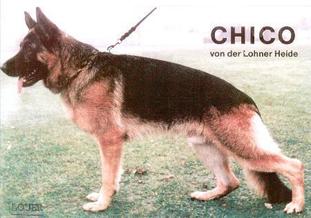Chico von der Lohner Heide Chico von der Lohner Heide