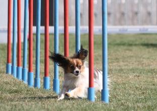 Beauty Power Dogs Borena Beauty Power Dogs Borena