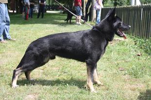 Bolt Milehund Bolt Milehund