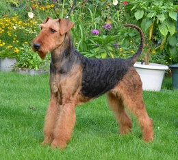 Illy von Thekla Illy von Thekla