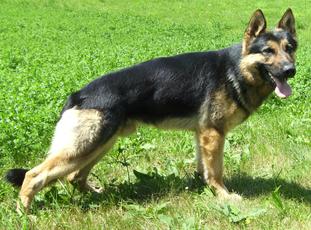 Eik vom Timmelsjoch Eik vom Timmelsjoch